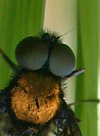 Chrysopilus thoracicus